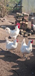 Œufs à incuber de la Poule De Bresse française, couleur blan