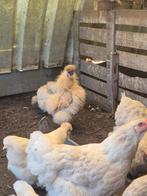 Mooi hanen en kippen, Dieren en Toebehoren, Kip