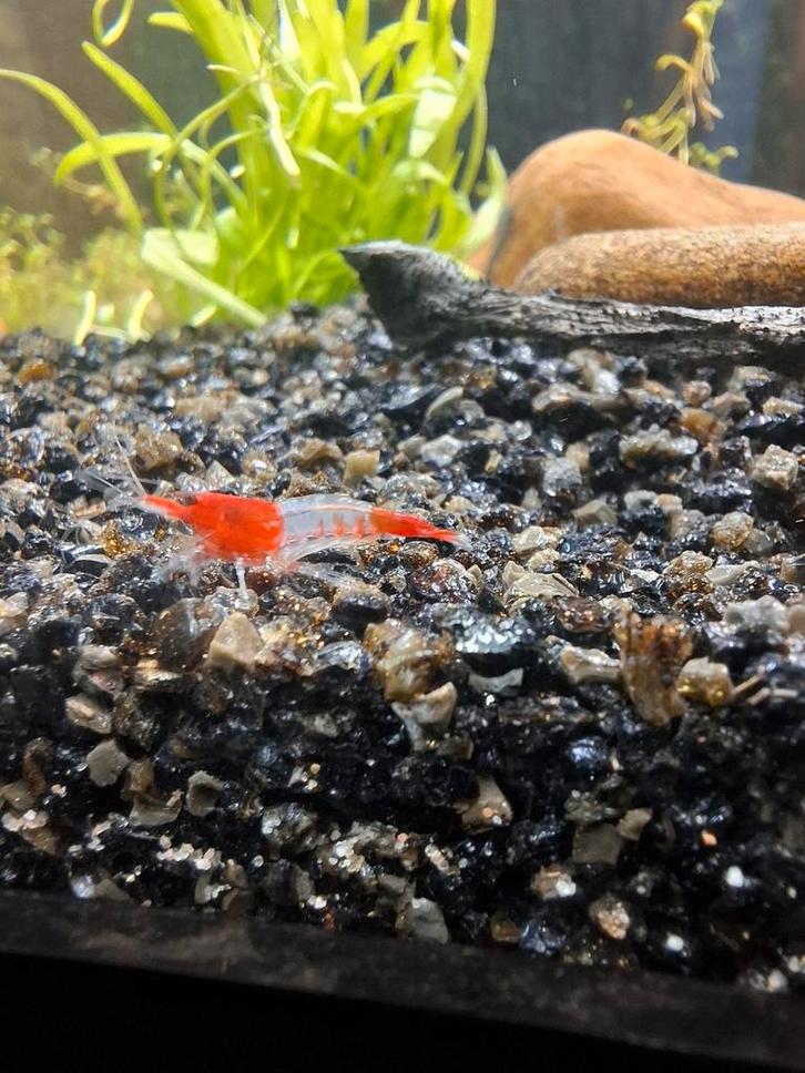 Neocaridina red rili garnalen, Animaux & Accessoires, Poissons | Poissons d'aquarium