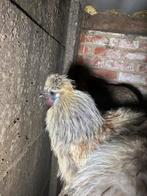 6 hanen te koop., Dieren en Toebehoren, Mannelijk, Kip