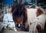 Mini shetlanders merrie & hengstje, Dieren en Toebehoren, Merrie