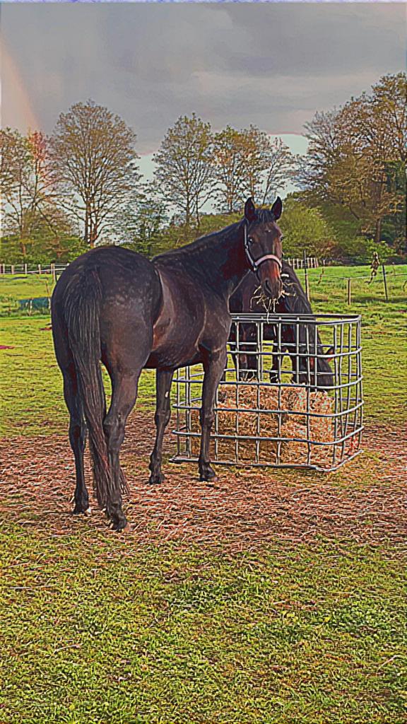 Lieve merrie 4 jaar, Dieren en Toebehoren, Paarden, Merrie, Zadelmak, 165 tot 170 cm, 3 tot 6 jaar, Recreatiepaard, Gechipt, Ontwormd