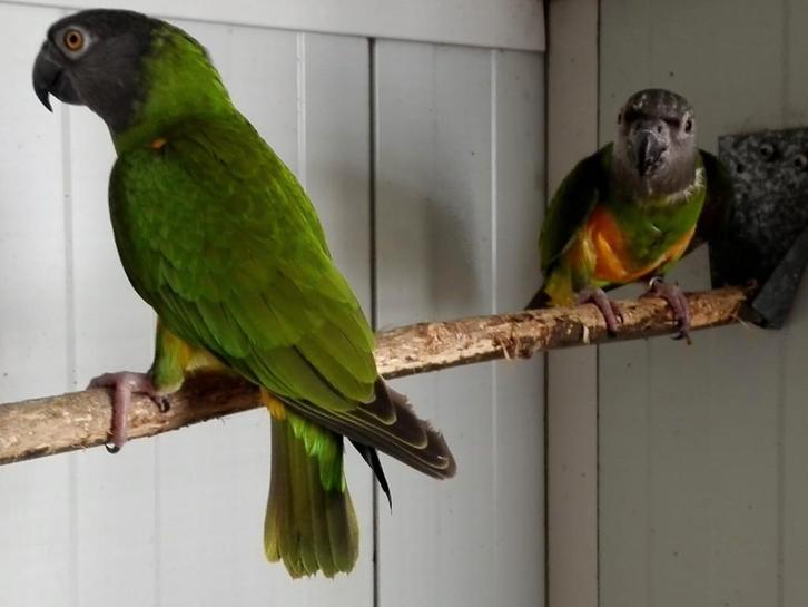 Voor parkieten , papegaaien enz., Dieren en Toebehoren, Vogels | Parkieten en Papegaaien