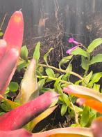 Orchidée Epidendrum quisayanum, Animaux & Accessoires