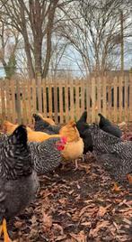 Œufs de poules élevées en liberté dans notre propre jardin., Animaux & Accessoires