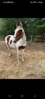 Paard, Animaux & Accessoires, Chevaux, Jument