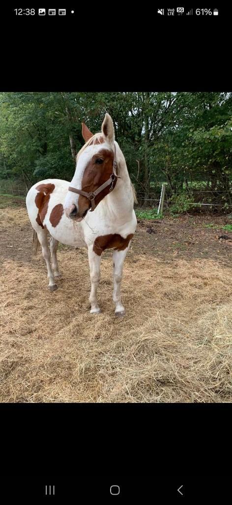 Paard, Animaux & Accessoires, Chevaux, Jument