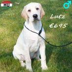 Lutz, Lord et Luke, magnifiques Labrador blonds à vendre, 15 semaines à 1 an, Commerçant, Hépatite contagieuse (maladie de Rubarth)