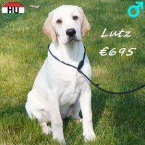 Lutz, Lord en Luke prachtige blonde Labrador te koop, Dieren en Toebehoren, Honden | Retrievers, Spaniëls en Waterhonden, Labrador retriever