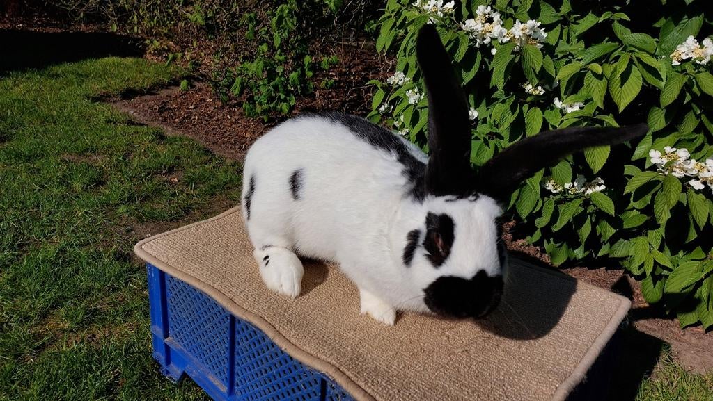Reuzevlinder ram, Dieren en Toebehoren, Konijnen
