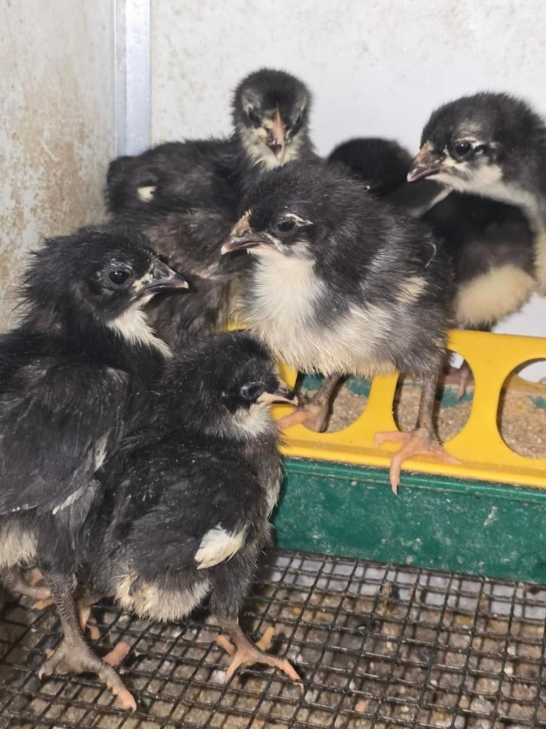 20 poussins d'australop purs