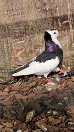 2 Felegyhazer duiven te koop!, Dieren en Toebehoren, Vogels | Duiven, Meerdere dieren