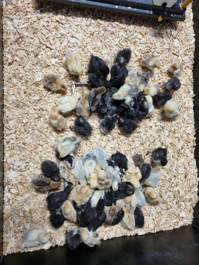 Cochinkriel kuikentjes, Dieren en Toebehoren, Pluimvee, Kip, Meerdere dieren