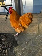 Coq Orpington, Mâle, Poule ou poulet