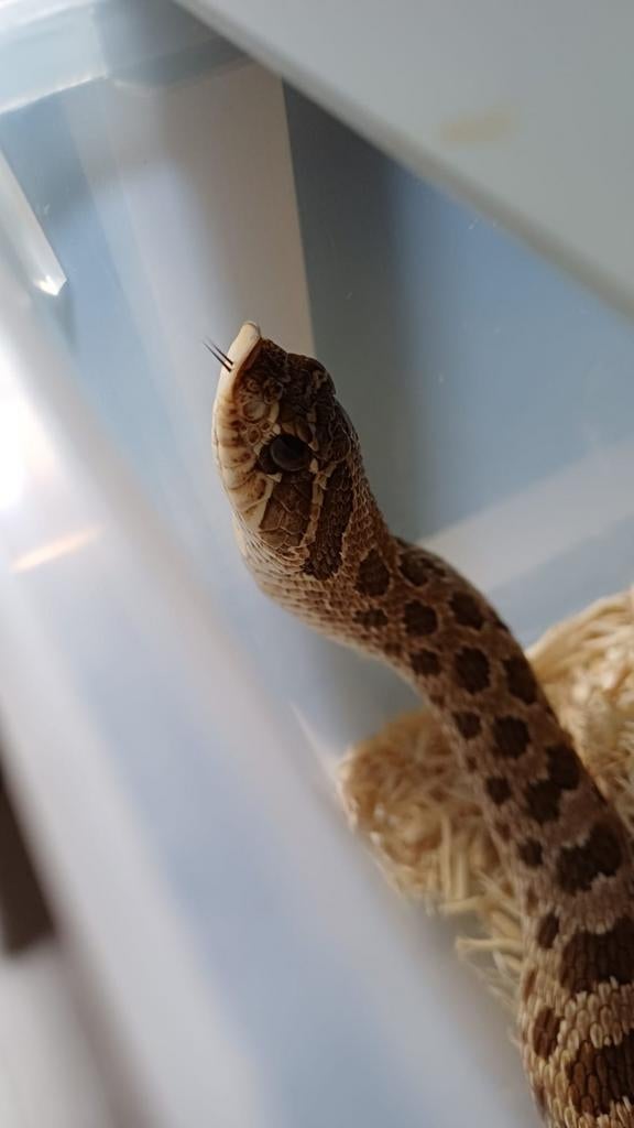 Western hognose