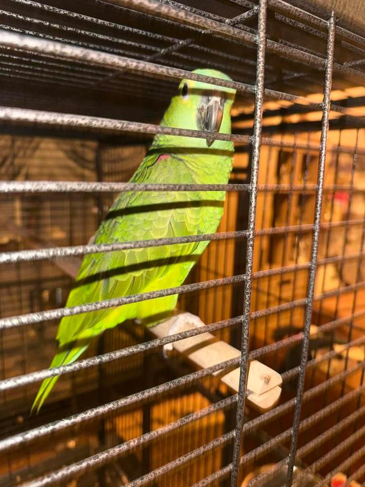 Amazone papegaai handtam van 2023, Animaux & Accessoires, Oiseaux | Perruches & Perroquets, Perroquet, Femelle, Parleur, Domestique