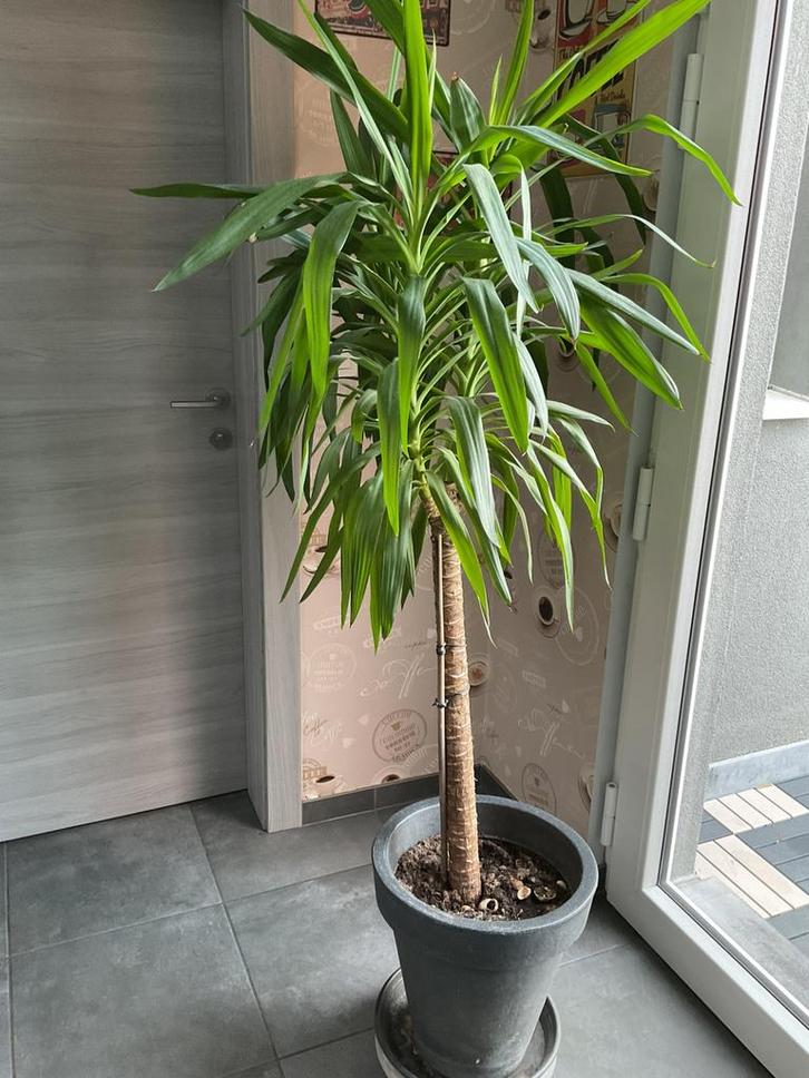 Yucca Elephantipes (180 cm hoog), Huis en Inrichting, Kamerplanten, Yucca, 150 tot 200 cm, Groene kamerplant, Halfschaduw, In pot