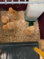 Kuikens, Dieren en Toebehoren, Pluimvee, Geslacht onbekend, Kip