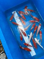 Kohaku van kweker marusei, Dieren en Toebehoren, Karper of Koi