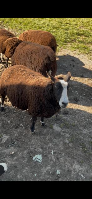 schaap zwartbles, Dieren en Toebehoren, Schapen, Geiten en Varkens, Schaap