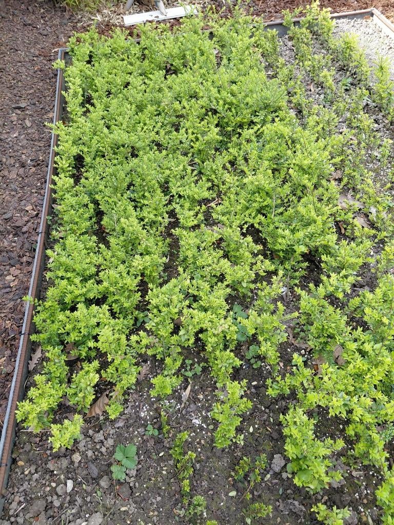 Japanse hulst, Ophalen, Hulst