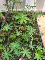Lupinus Russel The Pages, Tuin en Terras, Eenjarig, Halfschaduw, Zomer, Ophalen