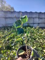 Struik Klimop Hedera Helix 'arborescens' 100 st, Tuin en Terras, Ophalen of Verzenden, Vaste plant, Bodembedekkers