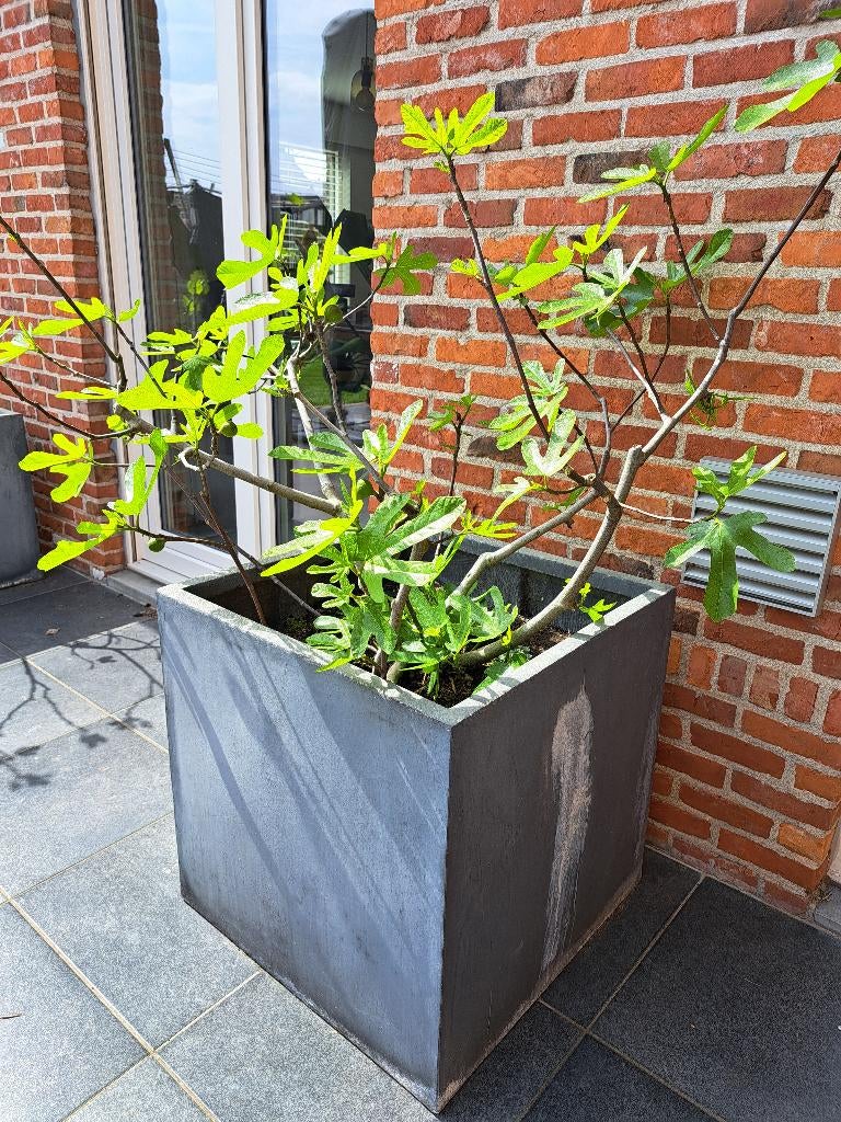 Vijgenbomen in grote pot, Jardin & Terrasse, Plantes | Arbres fruitiers, Figuier, En pot, Plein soleil, Enlèvement