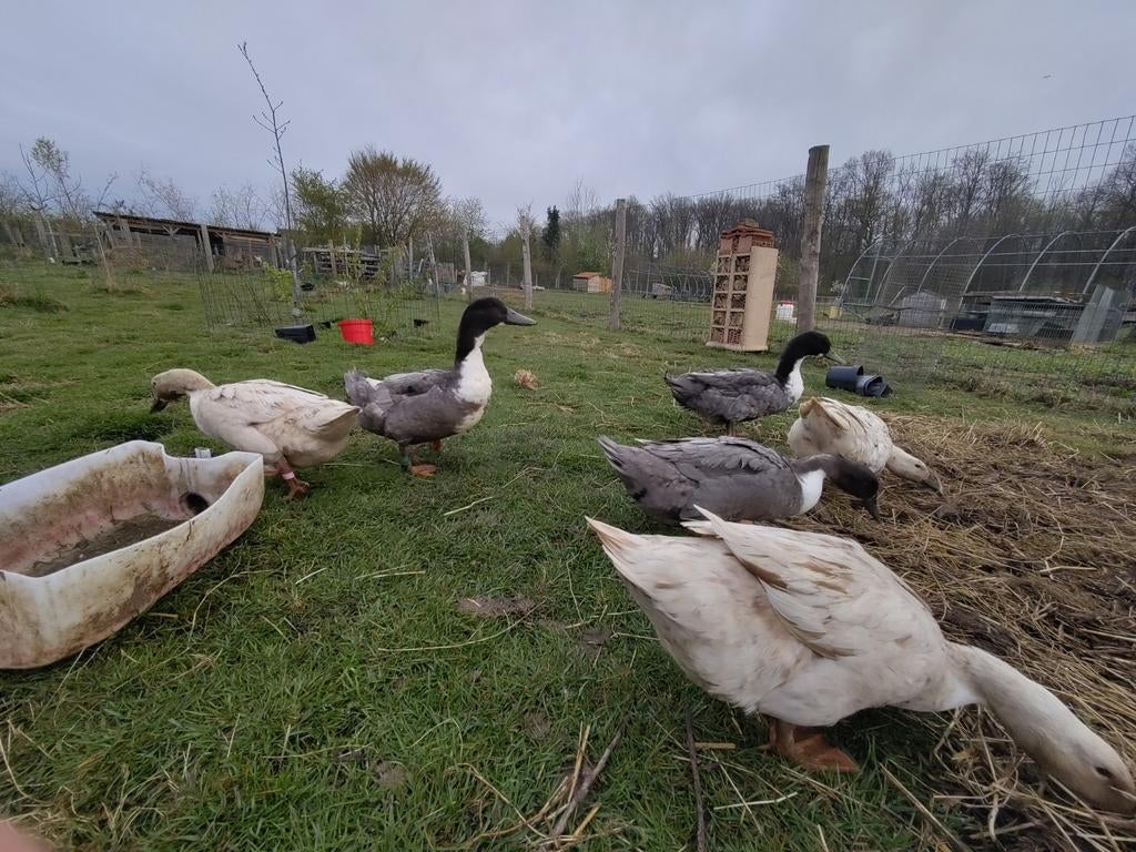 Broedeieren Dendermondse eend, Dieren en Toebehoren, Pluimvee, Geslacht onbekend, Eend