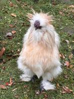 Zijdehoen haan, Mannelijk, Kip