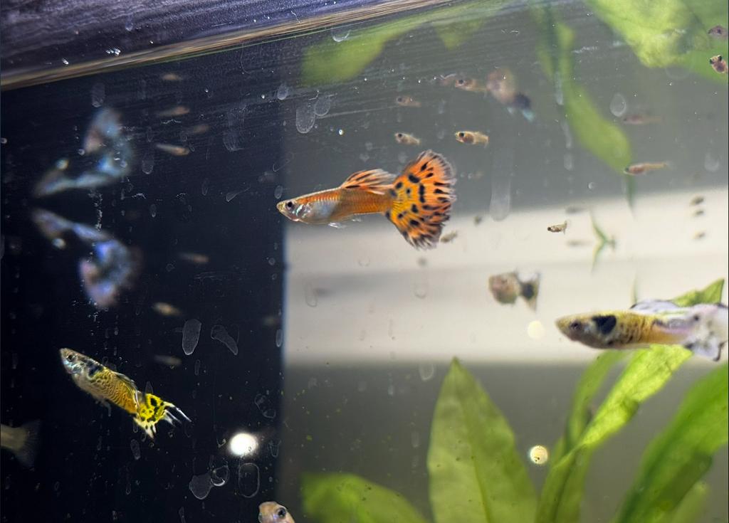 Baby guppies, guppen, guppy te koop, Dieren en Toebehoren