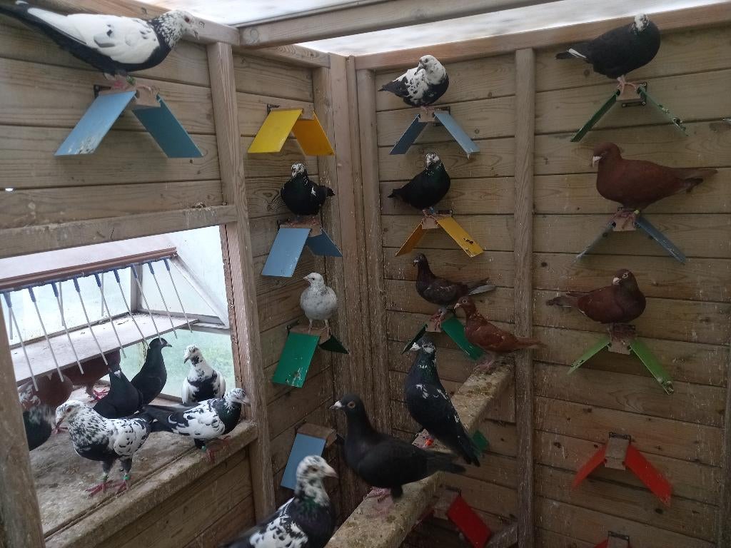 Kleurpostduiven, Dieren en Toebehoren, Meerdere dieren, Postduif