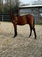 Jaarlinger hengst PRE, Dieren en Toebehoren, Paarden, Hengst