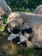 Walliser schwarznase ooi, Dieren en Toebehoren, Schapen, Geiten en Varkens