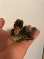 Kuikens Indische loopeenden, Sexe inconnu, Canard