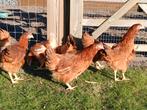 jonge bruine legkippen, Dieren en Toebehoren, Pluimvee, Kip