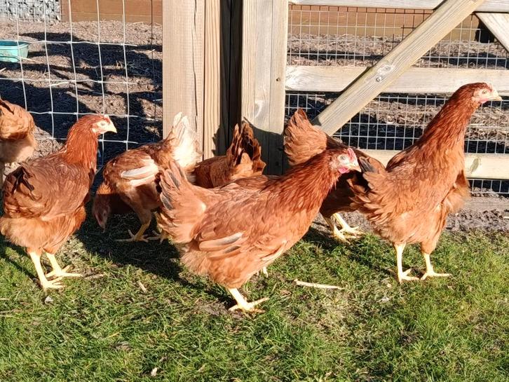 jonge bruine legkippen, Dieren en Toebehoren, Pluimvee, Kip