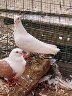 Jonge witte duif, Dieren en Toebehoren, Geslacht onbekend, Overige soorten