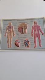 Wetenschappelijke reliëfplaat Het menselijk lichaam plaat 2, Antiek en Kunst, Antiek | Schoolplaten, Ophalen of Verzenden