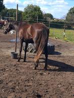 2 jaarse APHA merrie, Dieren en Toebehoren, Paarden, Merrie, Minder dan 160 cm, 0 tot 2 jaar, Westernpaard