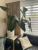 Alocasia zebrina, Ophalen, Zo goed als nieuw