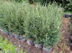 Taxus Coniferen Palmbomen in pot, Tuin en Terras, Planten | Bomen, Ophalen, In pot