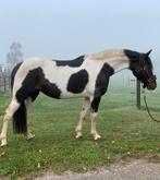 Hele lieve en knappe recreatie pony, Dieren en Toebehoren, Merrie, Ontwormd