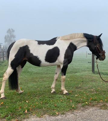 Hele lieve en knappe recreatie pony beschikbaar voor biedingen