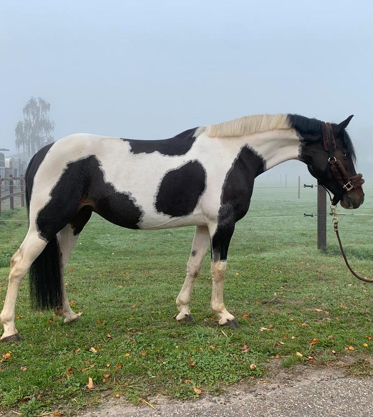 Hele lieve en knappe recreatie pony, Dieren en Toebehoren, Pony's, Merrie, Ontwormd