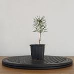 Grove den zaailingen voor bonsai, En pot, Plein soleil, Enlèvement ou Envoi, Moins de 100 cm