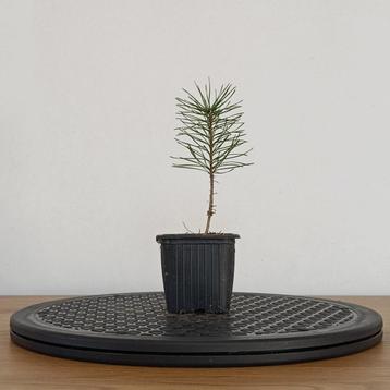 Grove den zaailingen voor bonsai