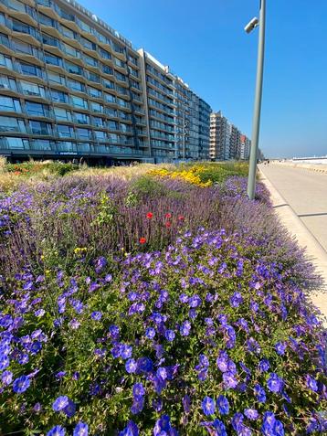Frontaal strand zeezicht Westende beschikbaar voor biedingen
