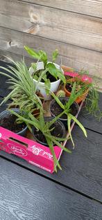Diverse plantjes te koop, Maison & Meubles, Plantes d'intérieur, Cactus, Ombre partielle, En pot, Plante verte