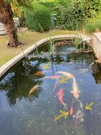 4 Koi te koop, Dieren en Toebehoren, Vissen | Vijvervissen, Karper of Koi